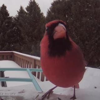birds chirping, caught in the forest behind sheridan. image from my birdfeeder at home. I love birdsong and enjoy tying to identify the bird it comes from.